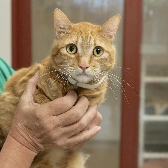 An adult medium-sized male Tabby (Orange / Red) Domestic Short Hair cat named Leo for adoption in Slidell, LA