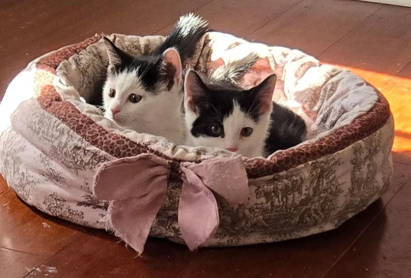 A baby small-sized male Black & White / Tuxedo Domestic Short Hair cat named Teletubbies: Lala for adoption in Warren, CT