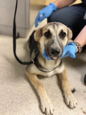 A young small-sized female German Shepherd Dog dog named Yasmin for adoption in Riverside, CA