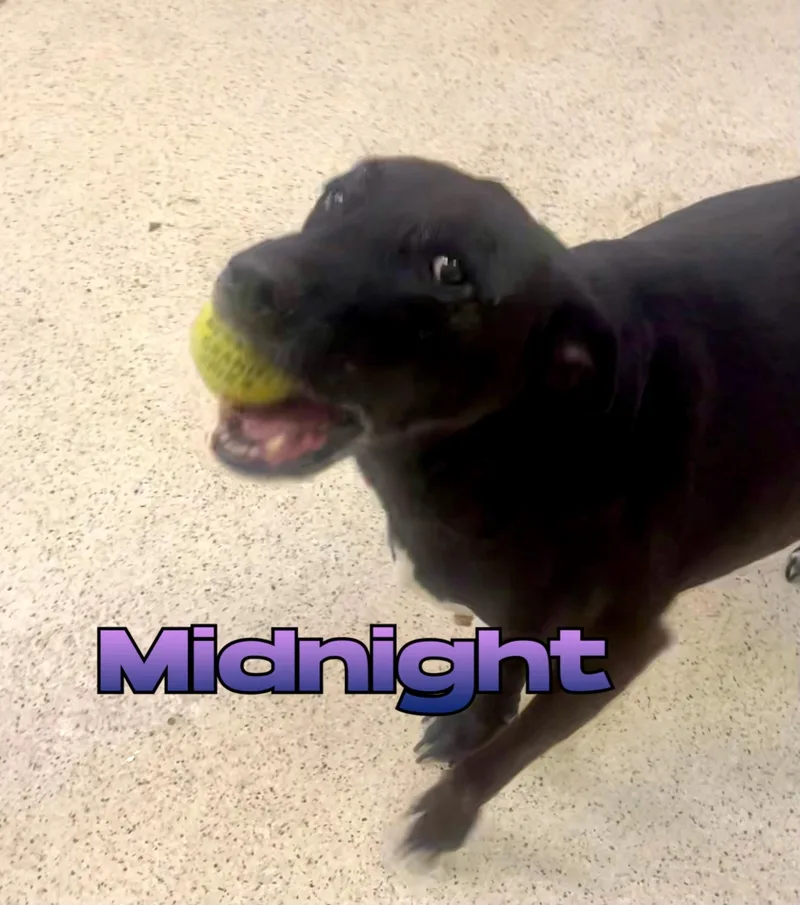 Midnight
