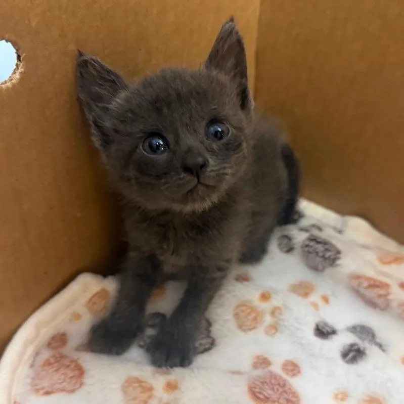 A baby small-sized female Gray / Blue / Silver Domestic Short Hair cat named Cannoli for adoption in Austin, TX