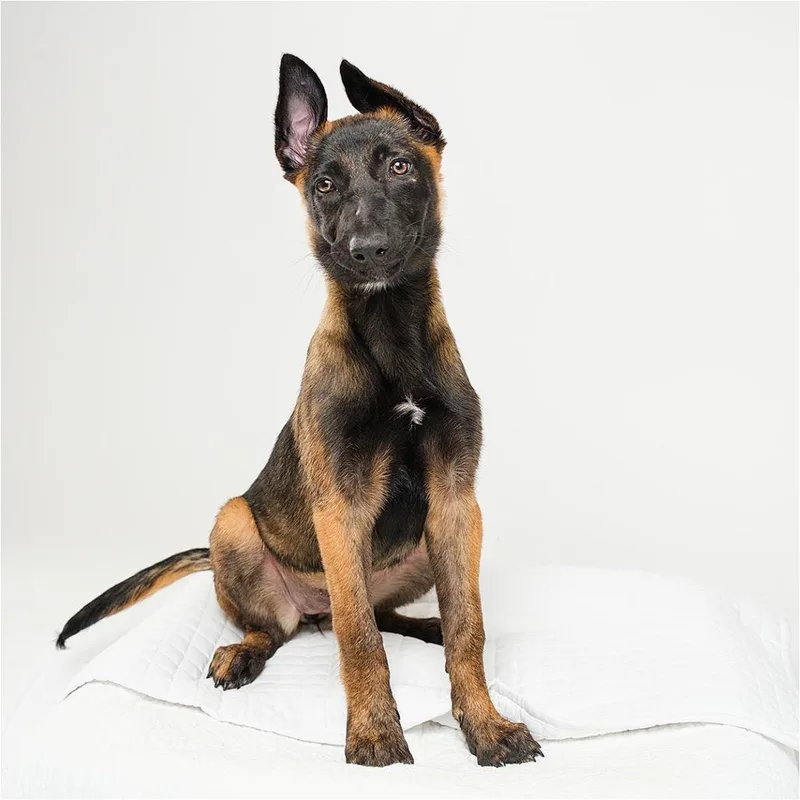 A baby small-sized female Black Belgian Shepherd / Malinois dog named Elowen for adoption in Palm Springs, CA