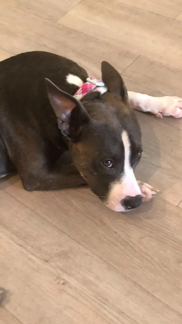 Daisy thumbnail 6