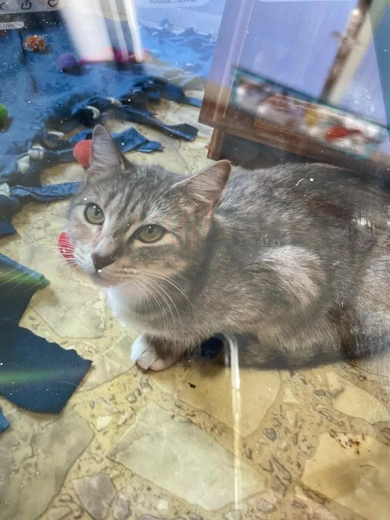 A baby medium-sized female Domestic Short Hair cat named Brie for adoption in Johnson City, TN