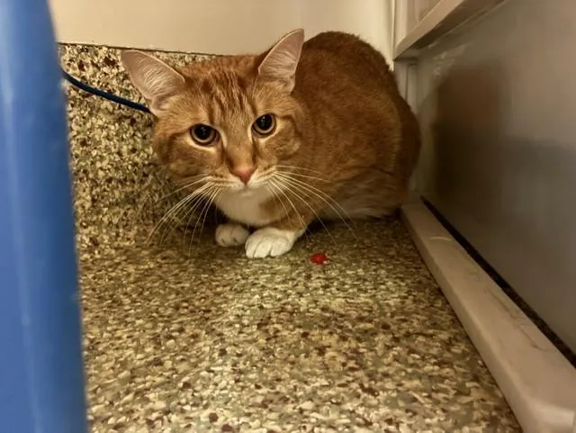 An adult medium-sized male Domestic Short Hair cat named Oj for adoption in Colorado Springs, CO