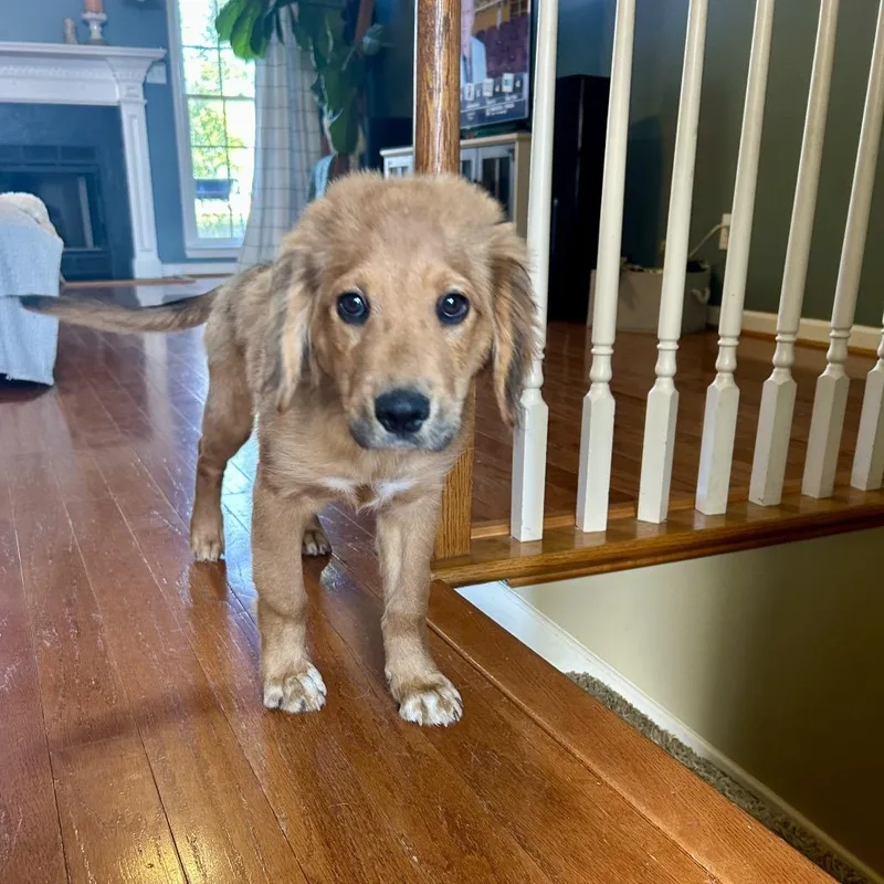 A baby large-sized female Golden Retriever dog named Rue for adoption in La Grange, KY