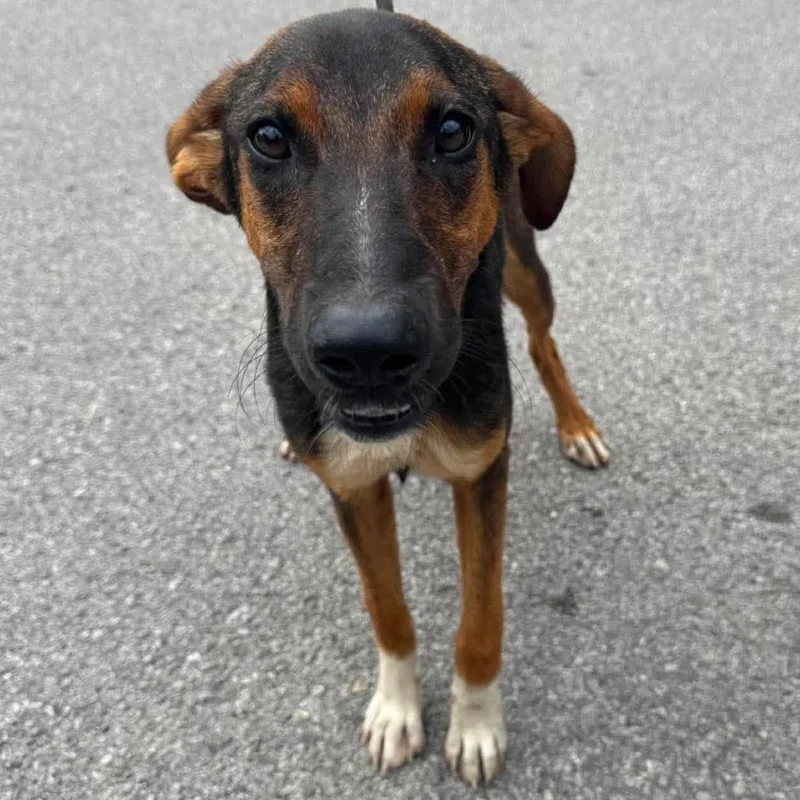 An adult medium-sized female Black Mixed Breed dog named Viola for adoption in Huntington, WV