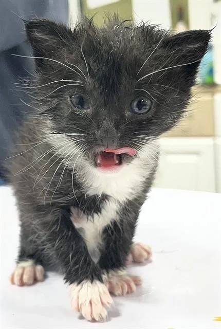 A baby small-sized female Domestic Short Hair cat named Qutie for adoption in Upper Marlboro, MD