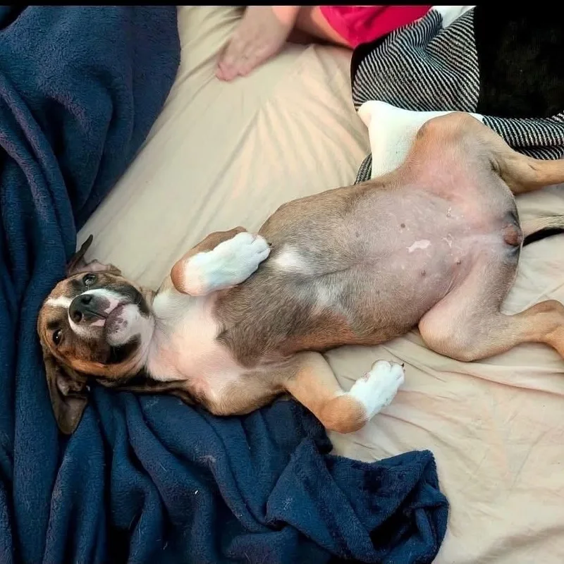 A baby medium-sized female Brown / Chocolate Mountain Cur dog named Bon Bon for adoption in Williston, VT