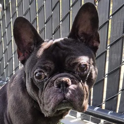 An adult medium-sized male French Bulldog dog named Scott Budman for adoption in Pleasanton, CA