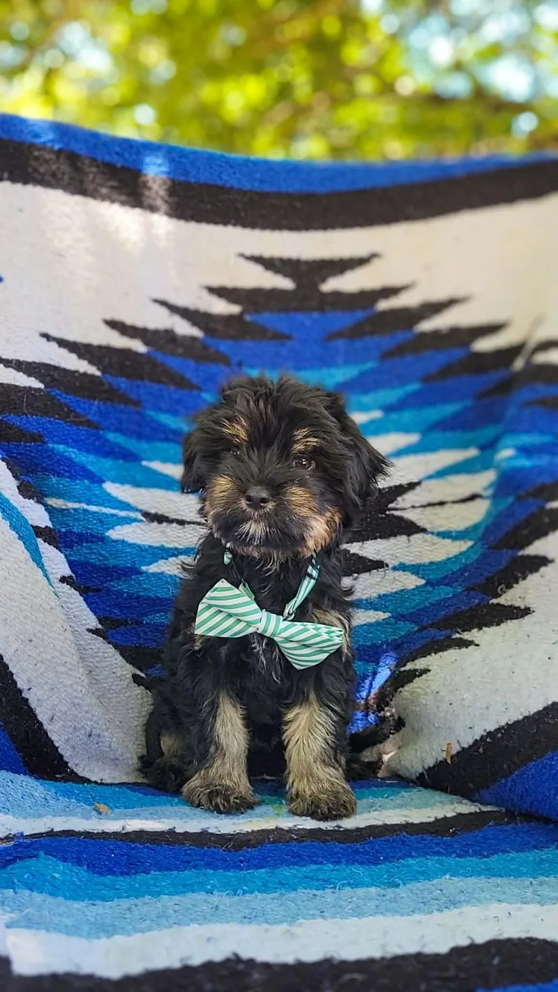 A baby small-sized male Maltese dog named Huckleberry for adoption in Anza, CA