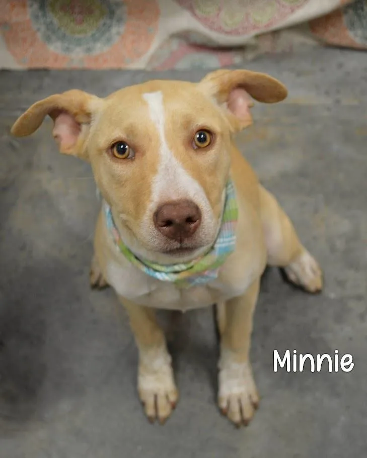 A baby medium-sized female Labrador Retriever dog named Minnie for adoption in Gautier, MS