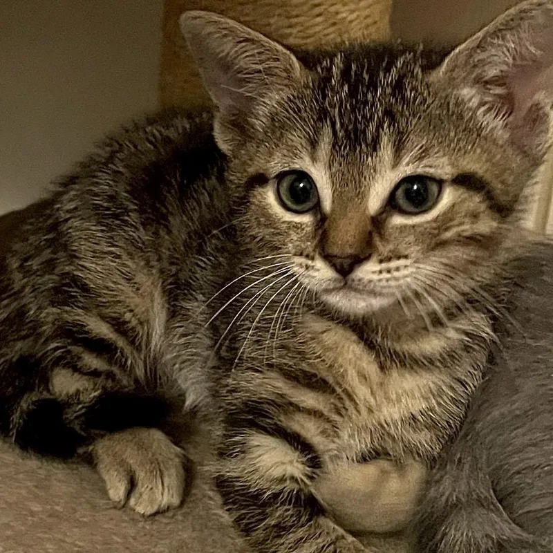 A baby small-sized female Brown / Chocolate Domestic Short Hair cat named Ivy for adoption in Houston, TX