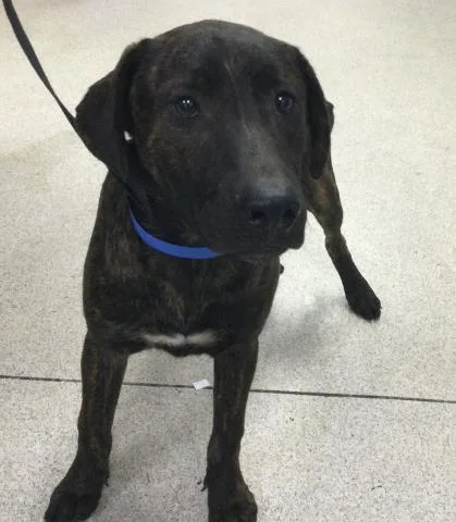 A young medium-sized male German Shepherd Dog dog named Ramon for adoption in Riverside, CA