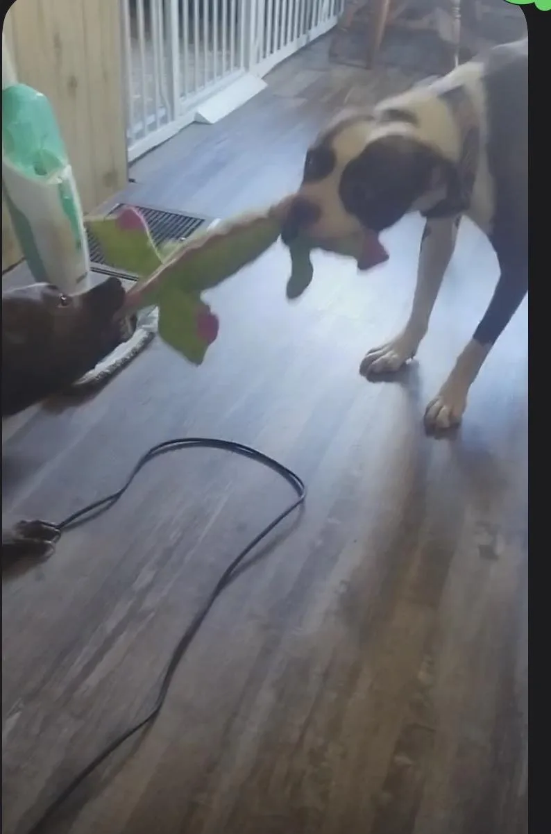 Odie thumbnail 2