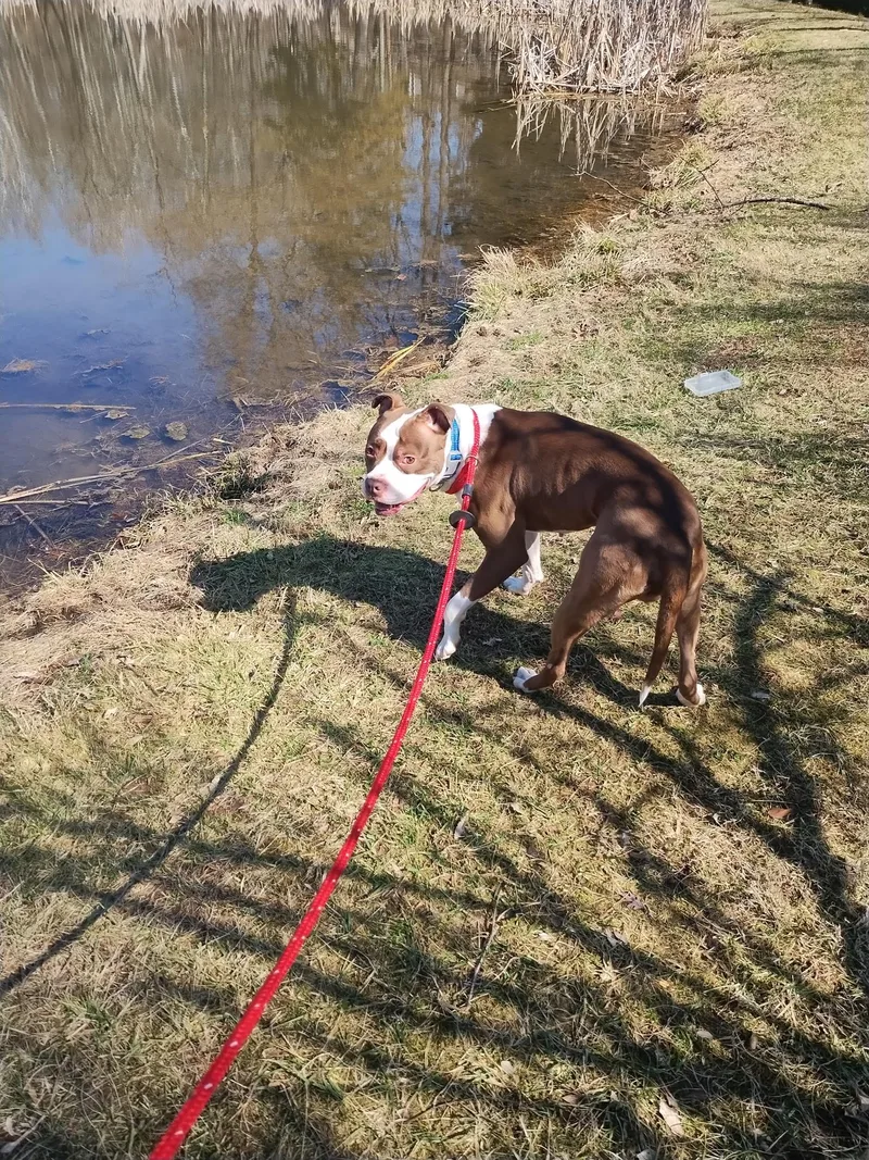 Odie thumbnail 3