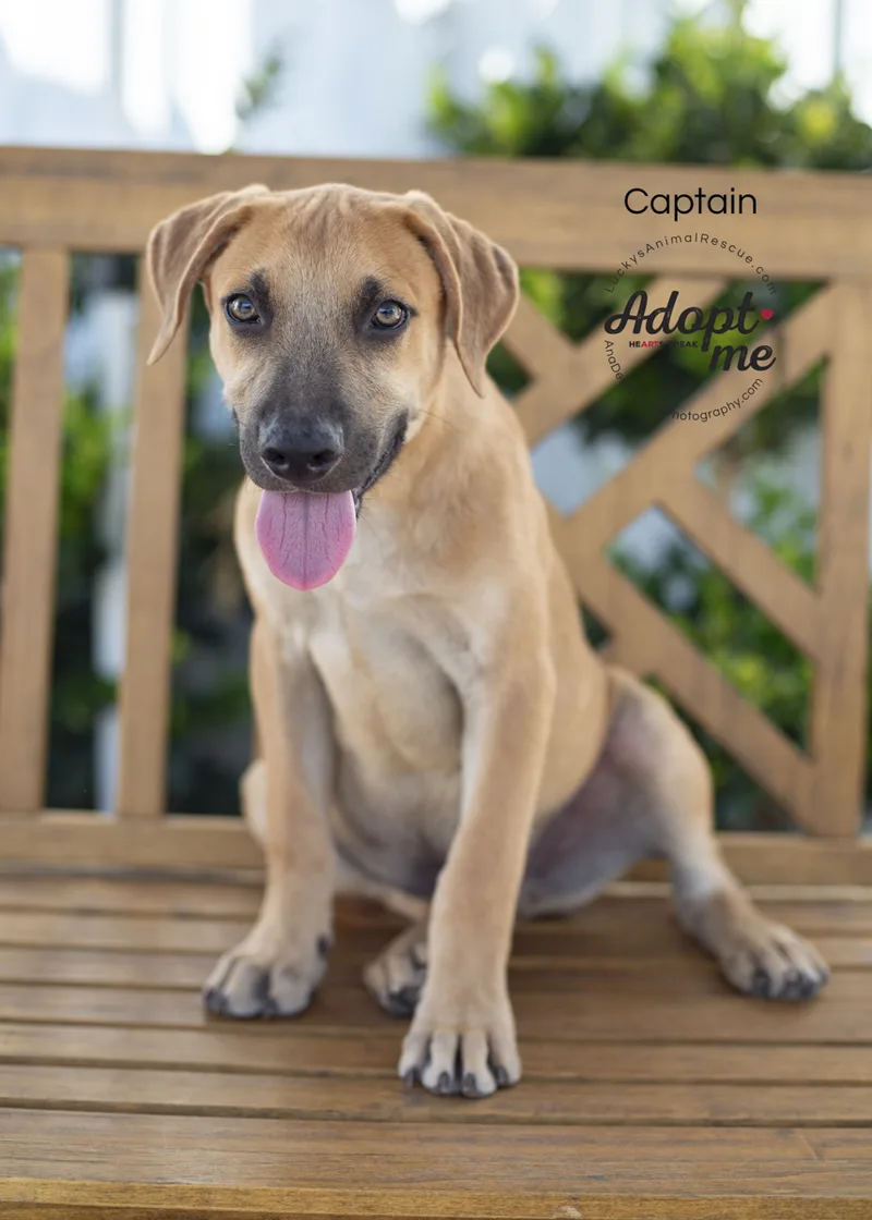 A young medium-sized male Yellow / Tan / Blond / Fawn Doberman Pinscher dog named Captain for adoption in Bakersfield, CA