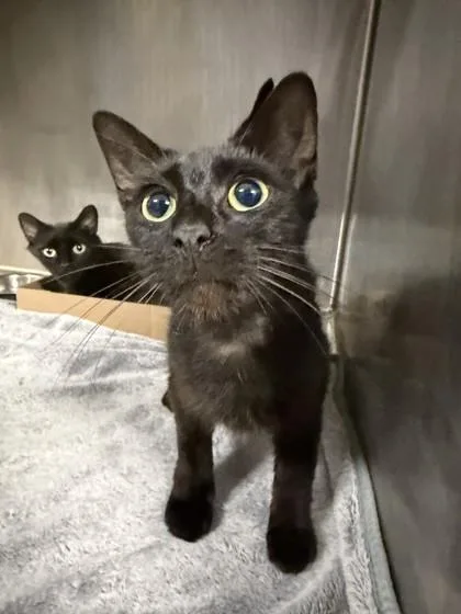 A young medium-sized female Black Domestic Short Hair cat named Eva for adoption in Lafayette, IN