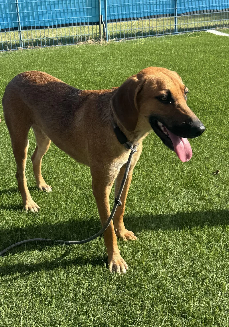An adult medium-sized female Red / Chestnut / Orange Redbone Coonhound dog named Ruby for adoption in Kenedy, TX