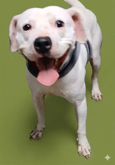An adult large-sized male Mixed Breed dog named Guacamole for adoption in Jacksonville, FL