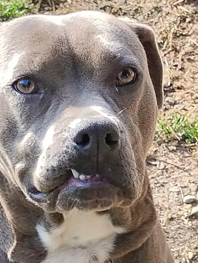 An adult medium-sized female Pit Bull Terrier dog named Lil Mama for adoption in Holly Springs, NC