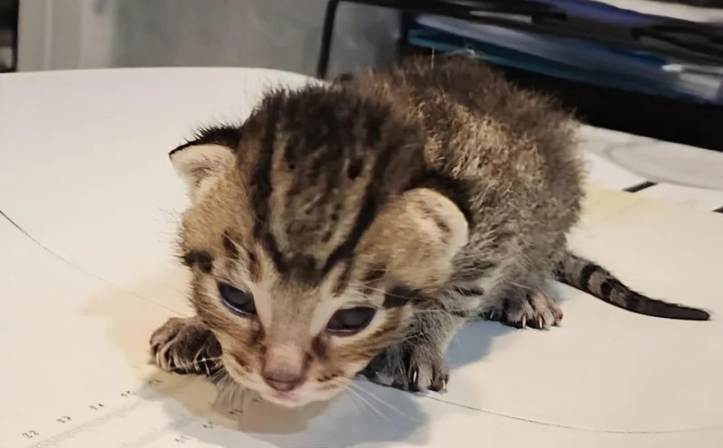 A baby medium-sized male Domestic Short Hair cat named Lucas .. for adoption in Apopka, FL