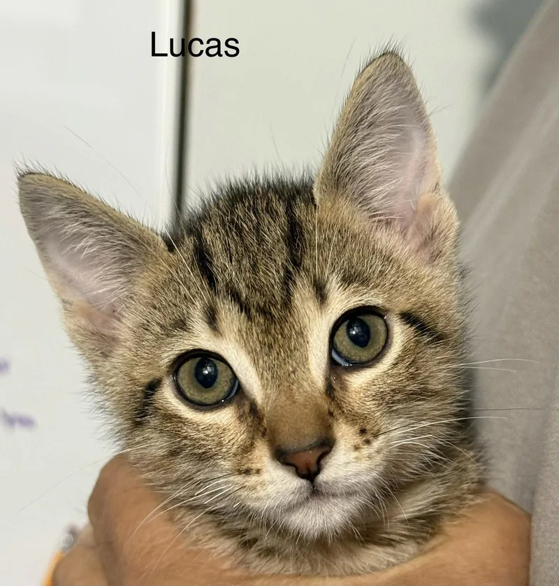 Lucas .. thumbnail 2