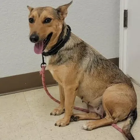 An adult medium-sized female Yellow / Tan / Blond / Fawn Shepherd dog named Genesis for adoption in Traverse City, MI
