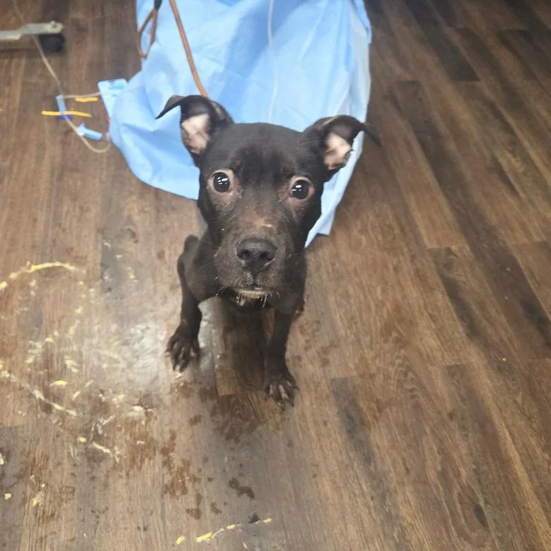 A young medium-sized male Black Mixed Breed dog named Benny for adoption in St. Louis, MO