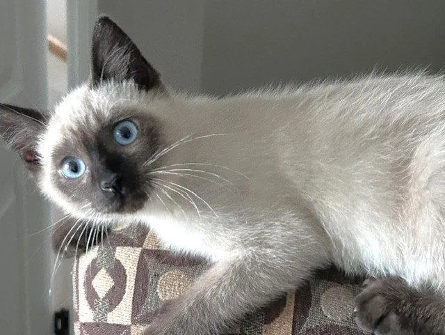 A baby medium-sized male Buff / Tan / Fawn Siamese cat named Mikey for adoption in Shawnee, KS