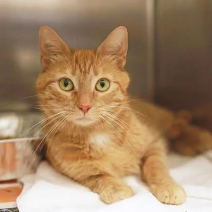 An adult small-sized female Orange / Red Domestic Short Hair cat named Caramel for adoption in Atlanta, GA