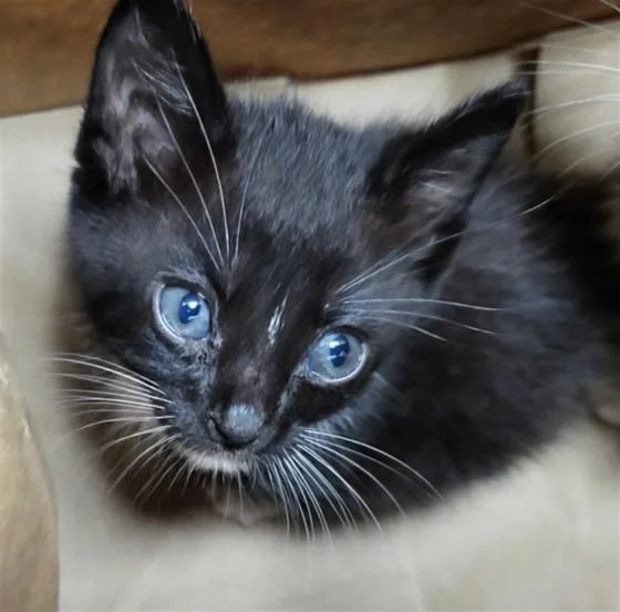 A baby small-sized female Domestic Short Hair cat named Honeydew for adoption in Chatsworth, CA