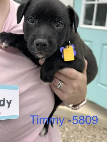 A baby medium-sized male Pit Bull Terrier dog named Timmy for adoption in Fort Worth, TX
