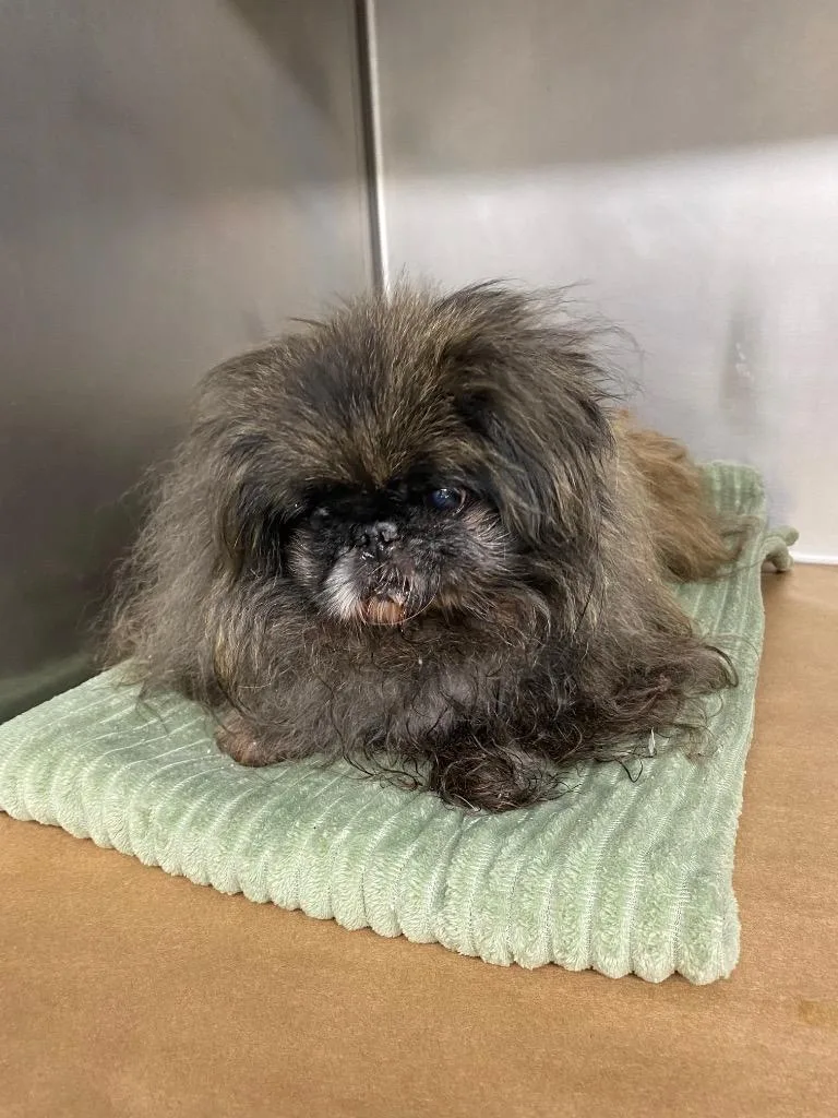 A senior small-sized female Shih Tzu dog named Gretel for adoption in Cartersville , GA