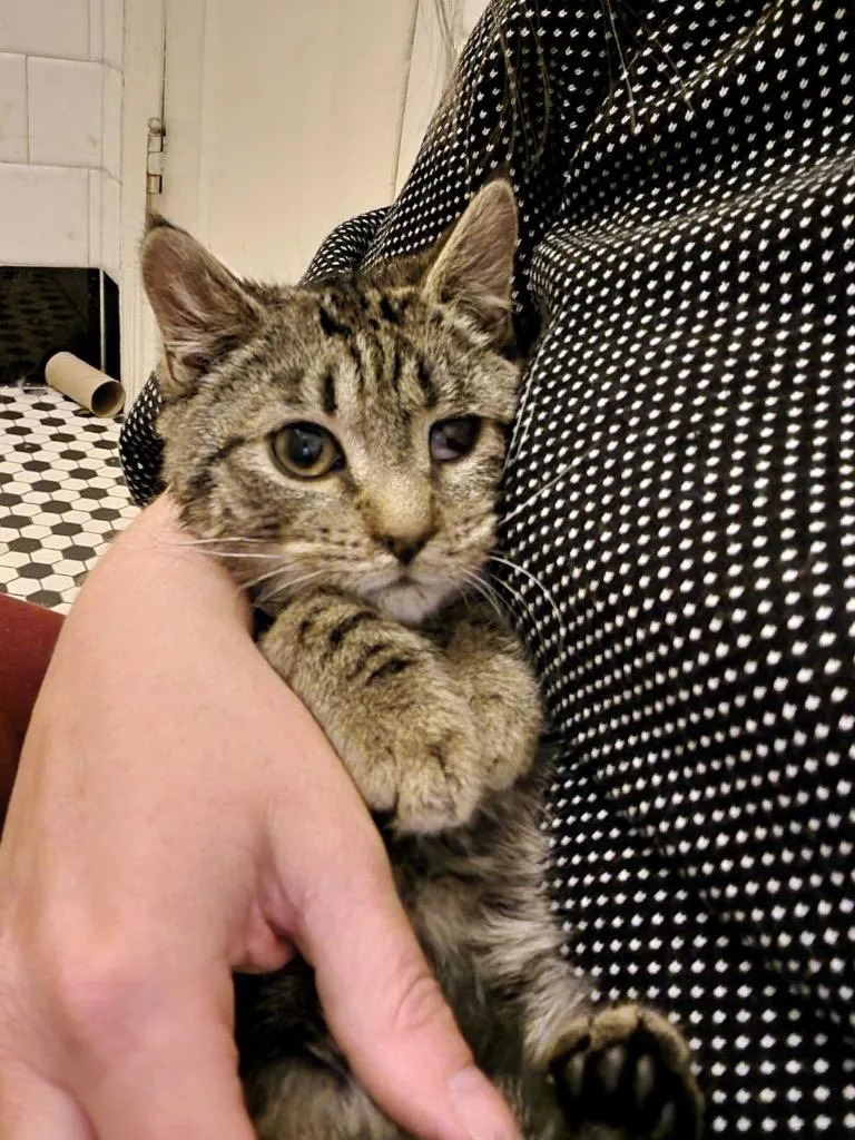 A baby small-sized female Domestic Short Hair cat named Valkyrie for adoption in Meriden, CT