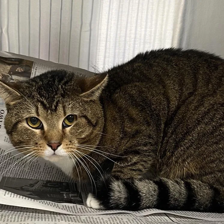 An adult medium-sized male Tabby (Brown / Chocolate) Domestic Short Hair cat named Zoomy for adoption in Kansas City, KS