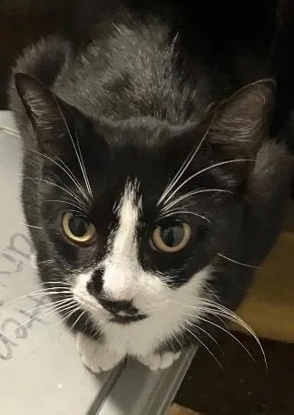 An adult medium-sized female Black & White / Tuxedo Domestic Short Hair cat named Mimi for adoption in Orlando, FL