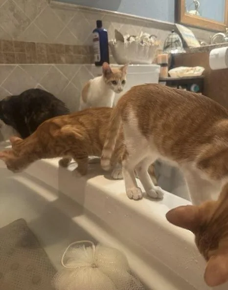 A baby medium-sized male Domestic Short Hair cat named Poppy for adoption in Los Angeles, CA