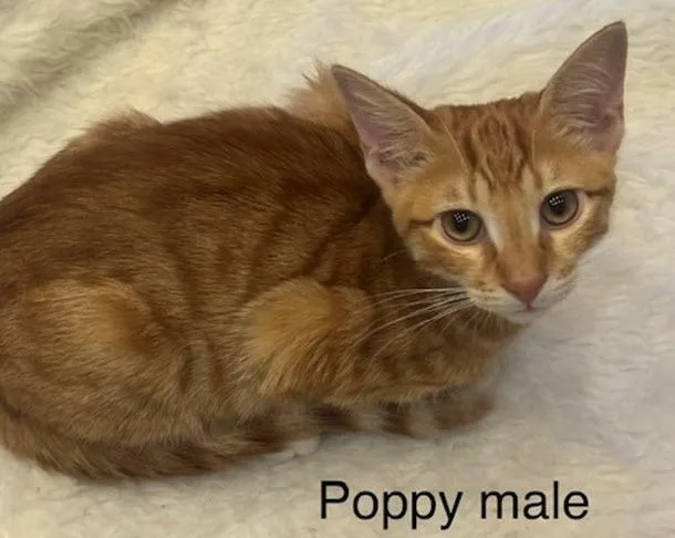 Poppy thumbnail 4
