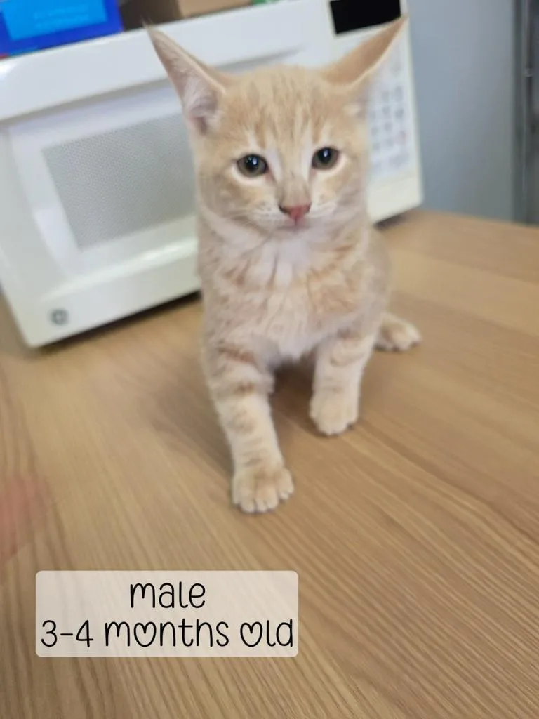 A baby medium-sized male Domestic Medium Hair cat named Claude for adoption in Holbrook, AZ