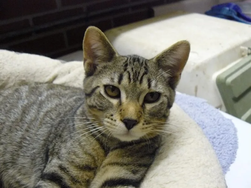 An adult medium-sized male Tabby (Tiger Striped) Domestic Short Hair cat named Atticus for adoption in Jefferson, IA