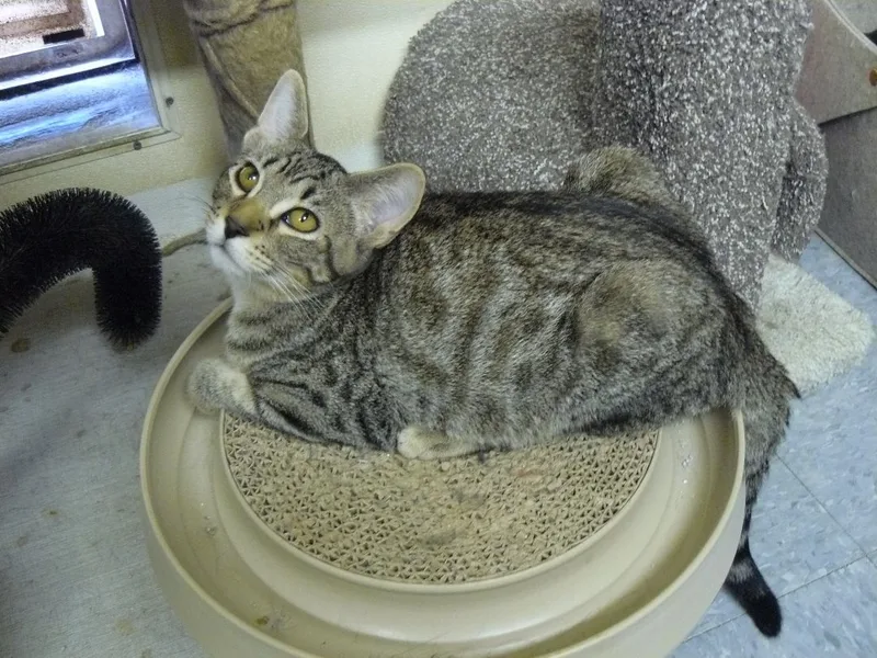 Atticus thumbnail 3