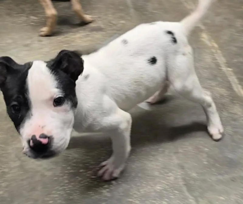 A baby medium-sized male Black Mixed Breed dog named Waylon for adoption in Saint Marys, PA