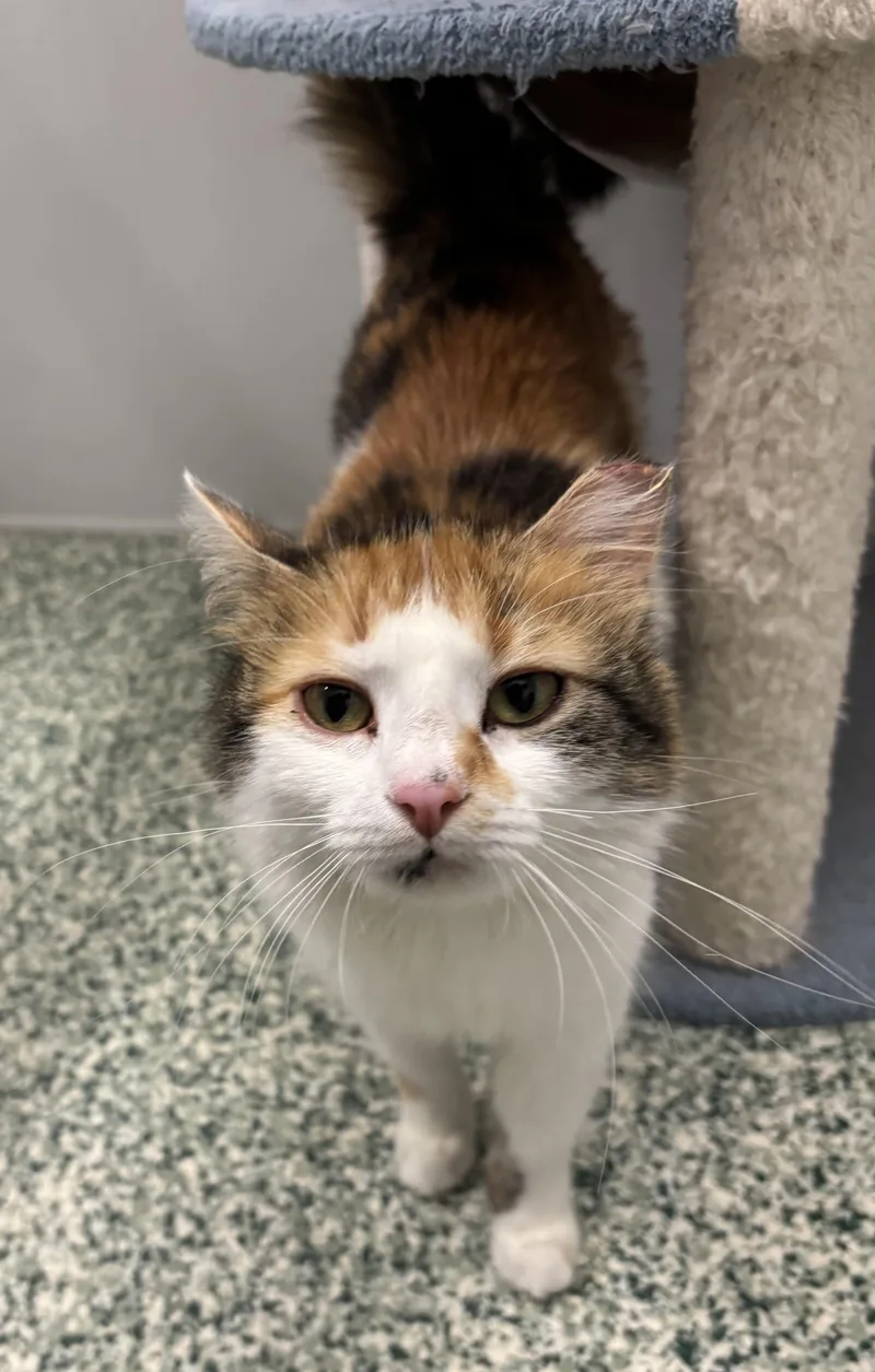 An adult medium-sized female Calico Domestic Long Hair cat named Hollis for adoption in Richland Center, WI