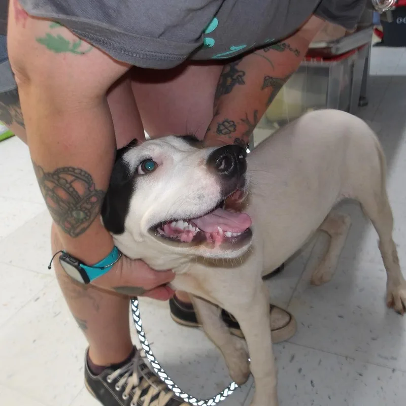 A young medium-sized female White / Cream Mixed Breed dog named Kyah for adoption in Marble, NC