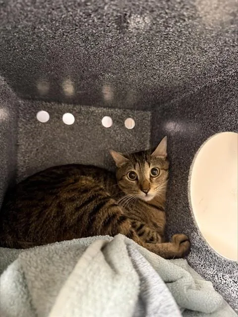 A young medium-sized female Domestic Short Hair cat named Taki for adoption in Fort Myers, FL