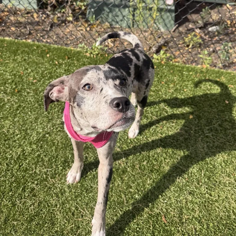 A young medium-sized female Gray / Blue / Silver Catahoula Leopard Dog dog named Sally D for adoption in Minnetonka, MN