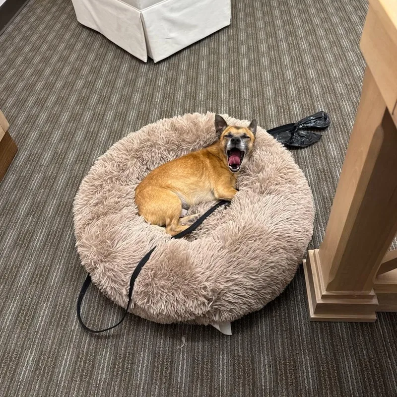 An adult small-sized male Golden Chihuahua dog named Pablo for adoption in Greenville, SC