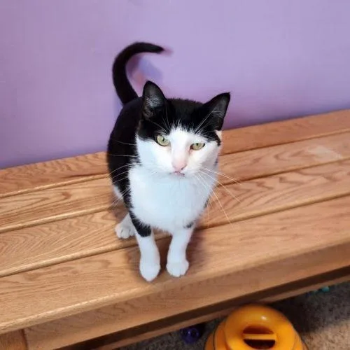 An adult medium-sized female Domestic Short Hair cat named Fran for adoption in Elizabeth, IL