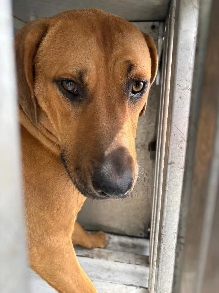 A young medium-sized male Mixed Breed dog named Rae for adoption in Effingham, SC
